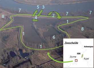 Figure 4. Overview of Lippenbroek and situation in the estuary. KBR is the planned FCA Kruibeke-Bazel-Rupelmonde, where in Kruibeke the CRT-concept will be applied at large scale (ca. 180ha). The picture visualises Lippenbroek before construction, with agricultural activities and a popular plant (6). The construction consists of a high ring dike (1), a low flood dike (2), an inlet sluice (3) and a pool with sample bridge (4). Arrow (5) indicates the existing outlet sluice, (7) are the marshes of the ‘De Plaat’. The landuse in the adjacent polders (8) is currently mainly agriculture or popular plants. (Maris et al. 2008a)