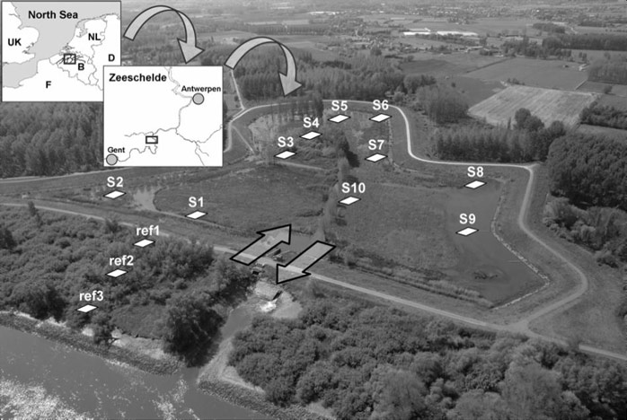 Figure 8. Situation and aerial view of the CRT pilot site and Scheldt estuary. Monitoring sites (S1 to S10) and reference sites on the adjacent estuarine marsh (Ref1 to Ref3) are marked with white squares. Arrows show the position of in- and outlet sluices.(Maris et al.)