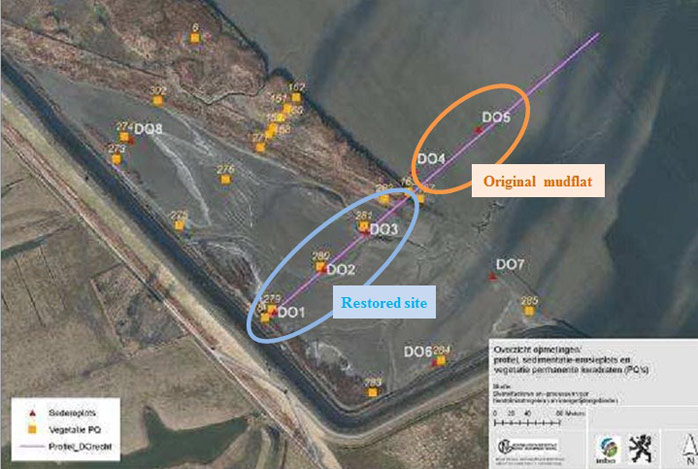 Figure 3. Overview of Paardenschor with monitoring locations: restored site of the Paardenschor (DO1-DO3) and original mudflat (DO4-DO5). Orthophoto of January 2009.(Speybroeck et al. 2011)