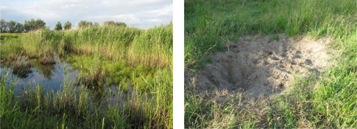 Figure 5: Effects of Galloway activity: open water and ground areas, increased structure diversity (KÜFOG 2010A)