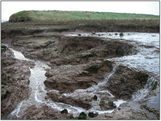 Figure 7: Creek through southern breach eroding mudflat area (S.L. Brown, 2008)