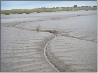 Figure 8: Mudflat accretion and creek formation (S.L. Brown, 2008)