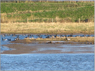 Figure 4: Kilnsea Wetlands being used by wetland birds