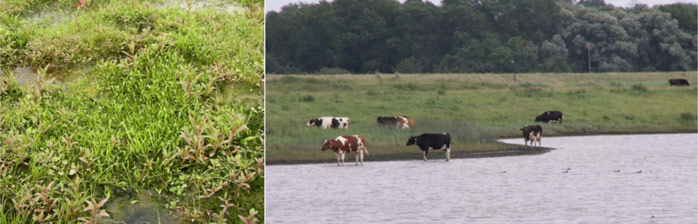 Figure 4: Water mudwort (Limnosella aquatica) at the shore of the shallow water zone (left) and cattle at the northern shore of the shallow water zone (BIOS 2007B)