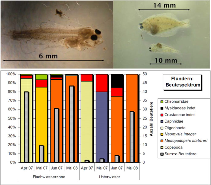 Figure 9, above: Flounder larvae found in the shallow water zone: 6 mm larvae with starting body rotation, 10 and 14 mm individuals with filled digestive tract. All individuals were found in dredge samples in April 2007