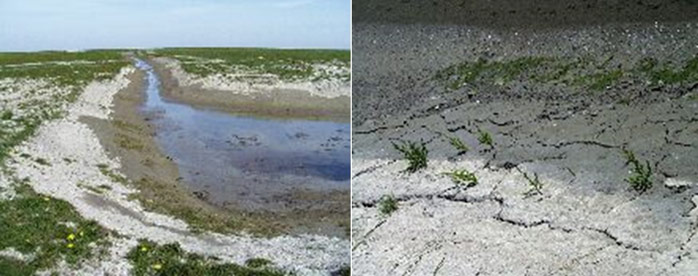 Figure 3: Flattened ditch bank (left) and Salicornia colonizing a new ditch bank (source: WSA Bremerhaven, http://www.wsa-bremerhaven.de/weserausbauten/14m_Ausbau/kompensation/cappel_sueder_neufeld/index.html)