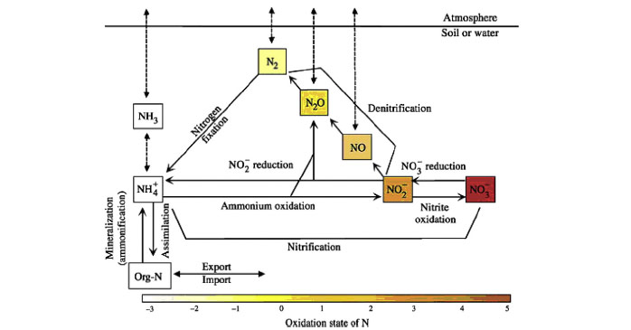 Fig. 2 Main inter-conversion routes for nitrogen (Statham et al. 2011)