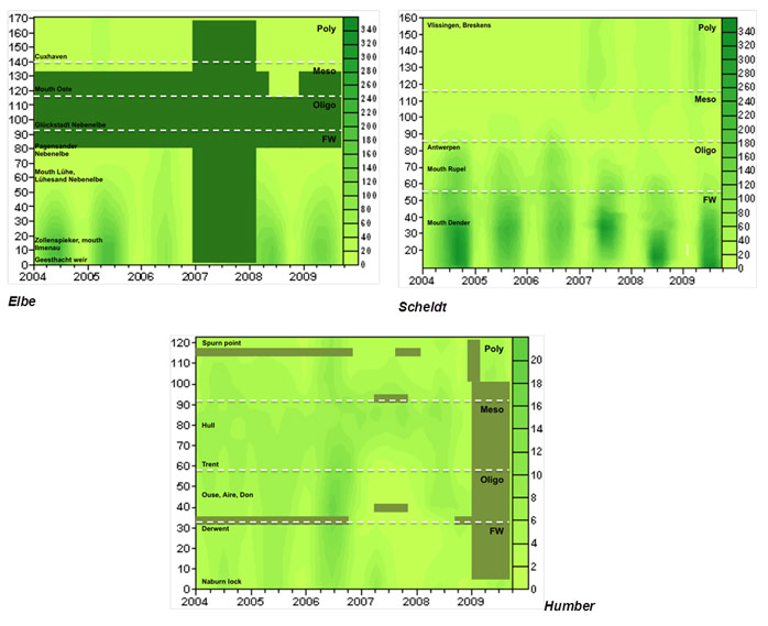 Fig. 49 Spatial (TIDE km) temporal (years) distribution of chlorophyll a concentrations in the Elbe and Scheldt, and for chlorophyll extract in the Humber estuary (CHL A, µg/l). Main tributaries and recognizing sampling points are shown in the surfer plots. Within the Weser chlorophyll pigments are only measured 6 times within only the polyhaline zone of the estuary and therefore not represented here. Missing data in the time-distance plots are represented as solid filled rectangles.