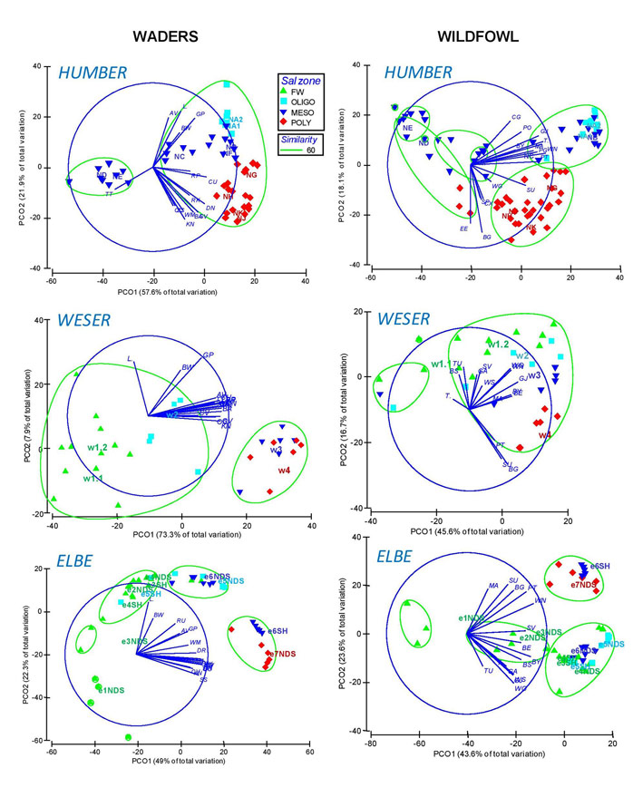 Figure 3.2.  Ordination (principal coordinates) analysis of wader and wildfowl assemblages in the Humber, Weser and Elbe estuaries, based on Bray-Curtis similarity calculated on the average species density (ind.km-2) by estuarine zone (sectors NA1 to NK in the Humber, zone w1.1 to w4 in the Weser, zone e1 to e7 in the Elbe), period (1=1975-79, 2=1980-84, etc.) and estuarine bank (for Elbe only: NDS=southern bank, SH=northern bank).  Vectors indicate the direction of increase in the species density and symbols indicate salinity zones.  The centroids of each estuarine zone (with also distinction by estuarine bank in the Elbe) are shown as coloured labels in the graph.  Samples showing a similarity in their bird assemblage ≥60% (as obtained from cluster analysis – not shown) are grouped by green circles.