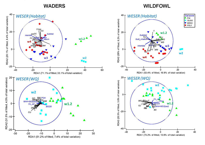Figure 4.  Multivariate multiple regression (dbRDA) performed on bird assemblage distribution and all environmental variables (full model) in the Weser Estuary.  Vectors indicate the direction of increase in the species density (in black) and the environmental gradients (in blue) and symbols indicate salinity zones.  Sectors are shown as coloured labels in the graph.  A reduced dataset was used for this analysis (e.g. not including sectors in the oligohaline zone) due to limitations in the availability of environmental data.